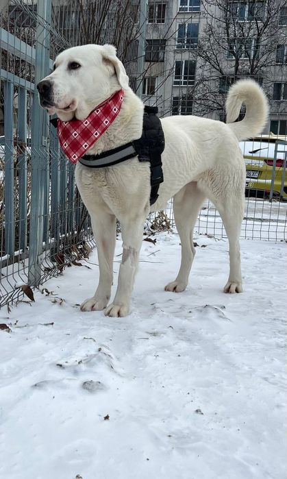Мила търси своя дом
