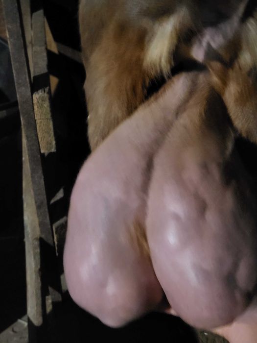 Vand lot de capre lactatie