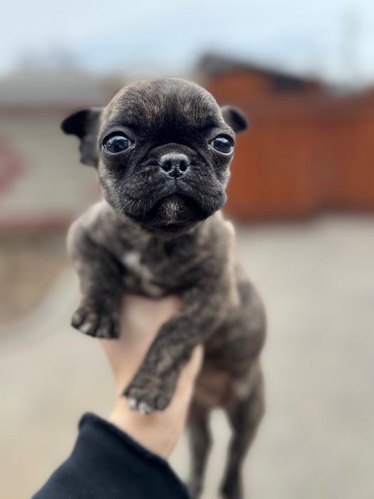 Продоется хороший щенок