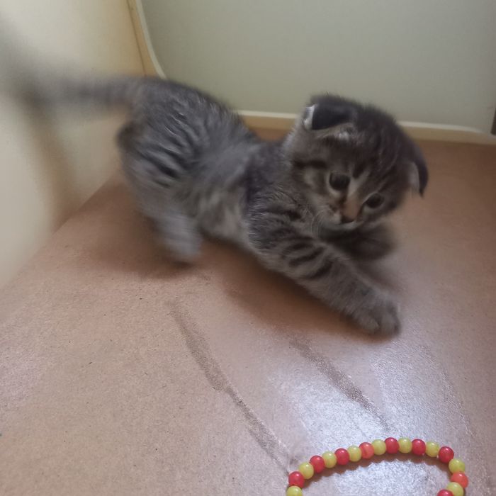 Вислоухие котёнок один месяц