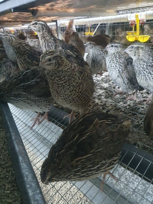 Инкубационное яйцо перепелиное