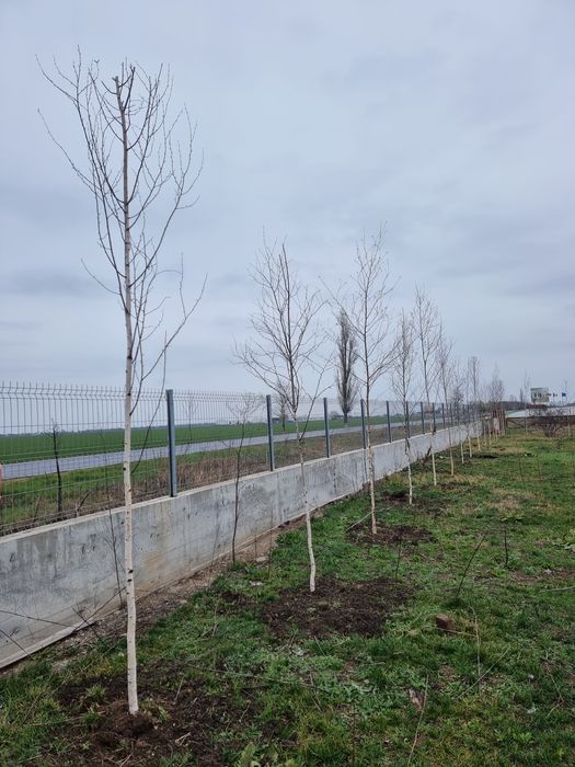 Mesteacan alb ( betula pendula) Platan