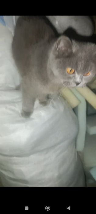 Котята скотиш фолд от правильной вязки