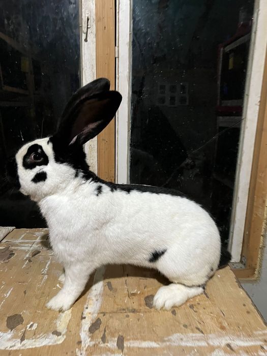 Mascul Fluture Pestriț 1 an