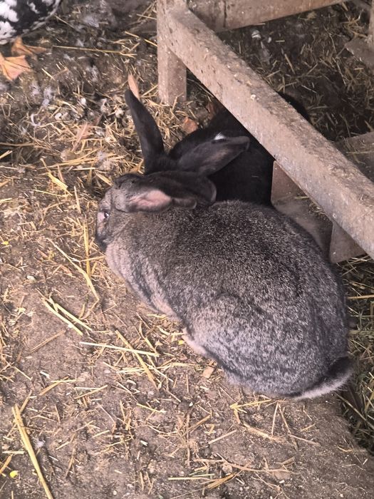 Iepuri comuni de casă