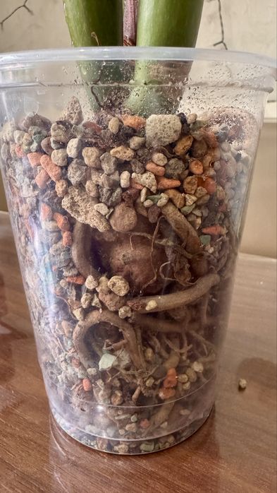 Замиакулькас вариегатный