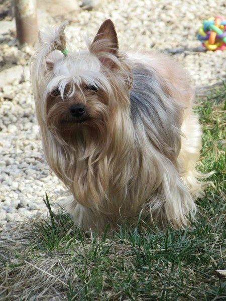 Мини девочка Йоркширский терьер.Куколка .