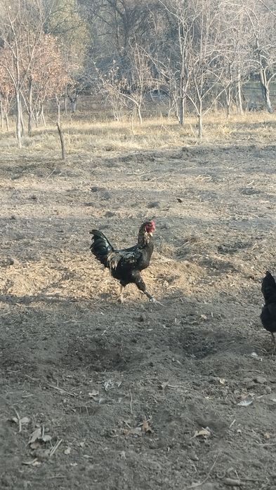 Әтештер сатылады