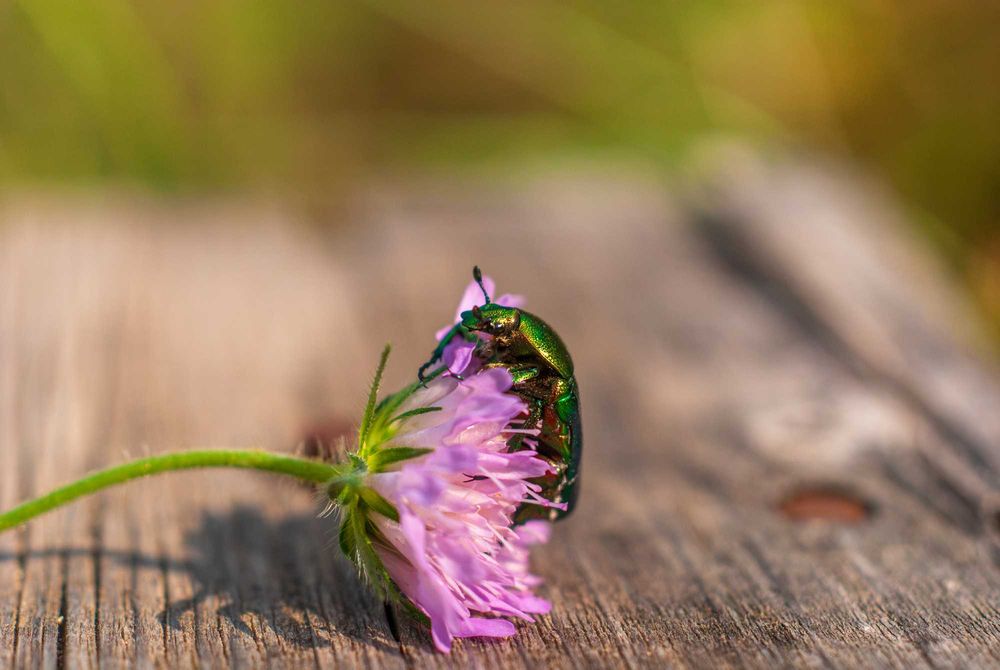 Nikon D200 & Micro-NIKKOR 55mm 1:3.5 AI