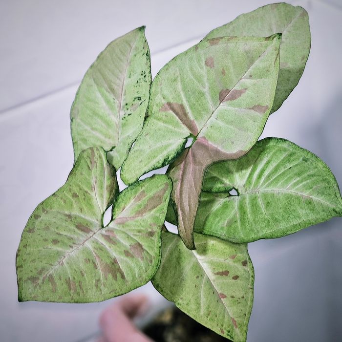 Сингониумы Syngonium