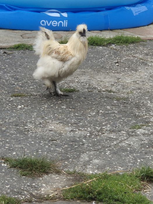 Vând gaini mătase japoneze