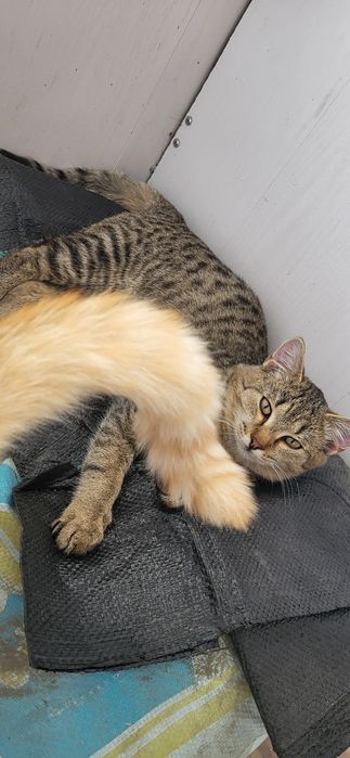 Котик домашний 6 месяцев