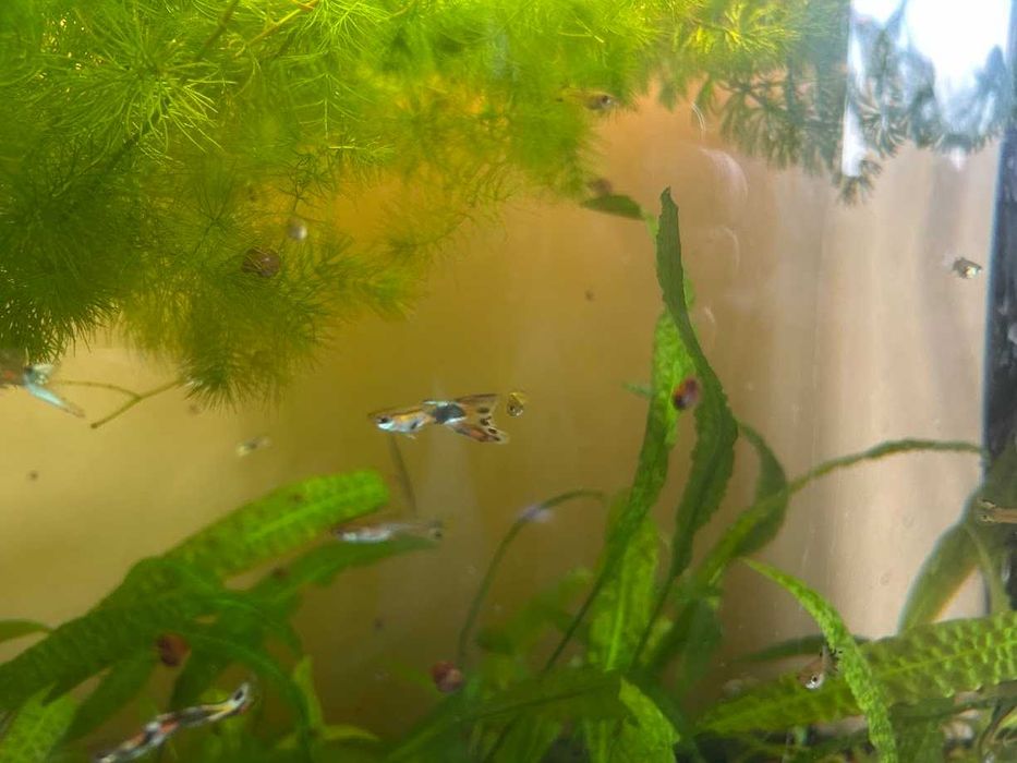 Гупи, растения за аквариум