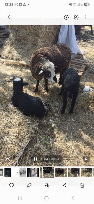 Мелкорогатый скот