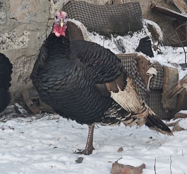 Продам индюшку с индюшатами