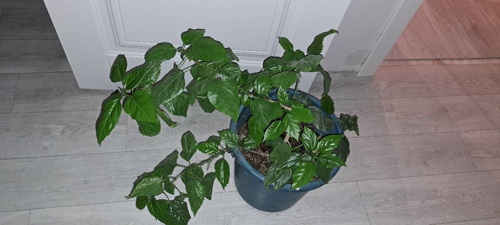 Гибискус или китайская роза