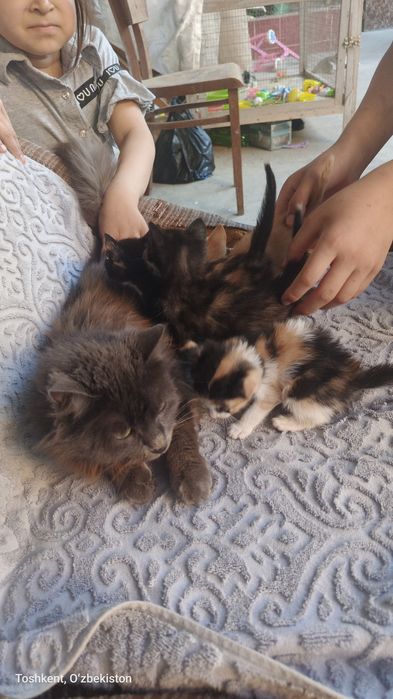 Zotor_mushuk tugatilgan