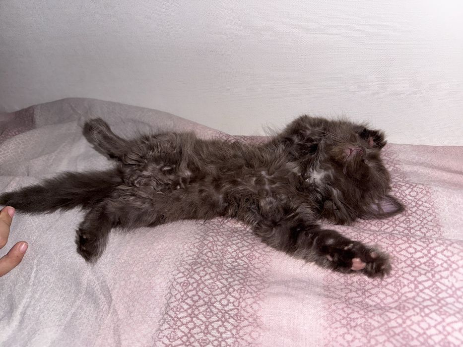 Шотландская шоколадка