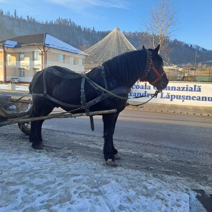 Armăsar Negru Corb Este un Cal domol