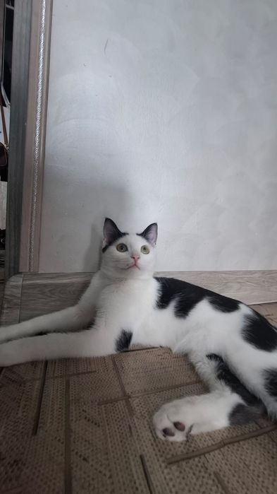 Котёнок мальчик даром