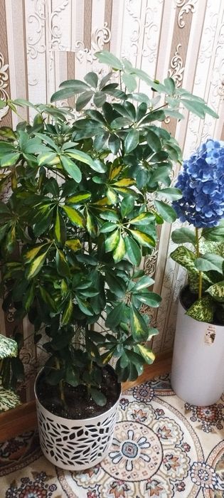 Сотилади гулар ч