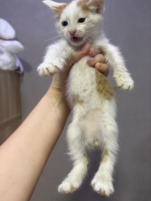 Котенок мальчик белый с рыжими пятнами