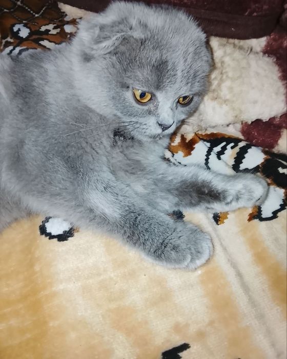 Котенок 3 месяца