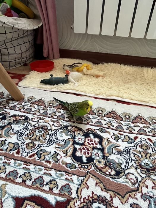 Продается һ волнистые попугаи