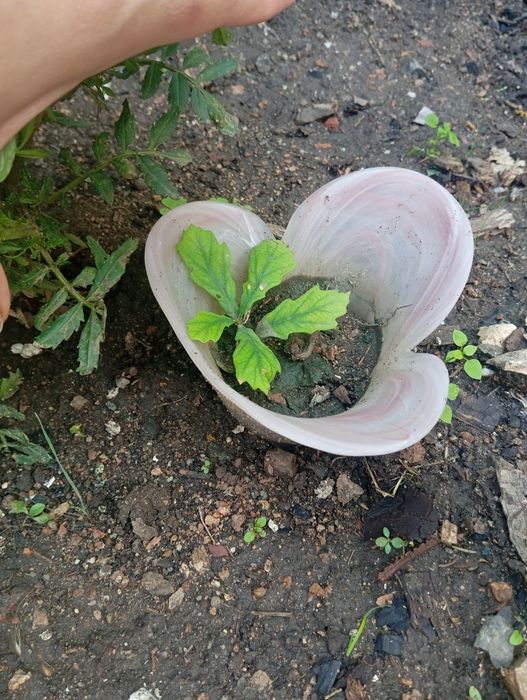 Продам саженцы дуба