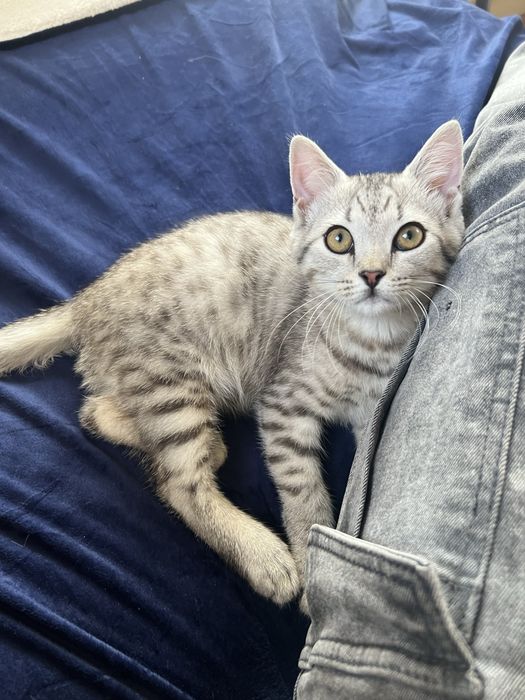 Котенки милашки:)!