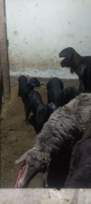 Ona bola kashtan  qoʻylar sotiladi qirgʻizniki