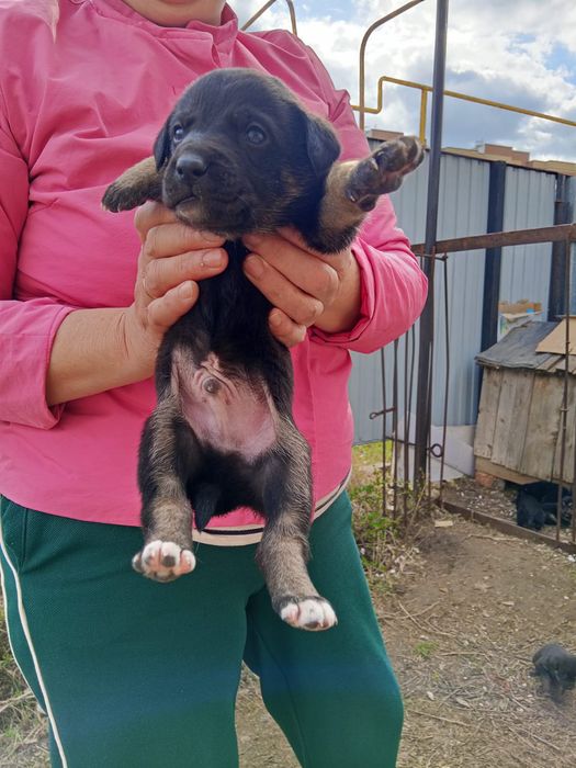 Отдам щенят в добрые руки