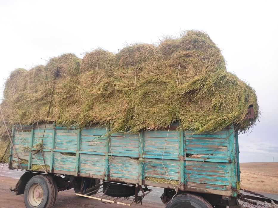 Сено в рулонах жоңышқа
