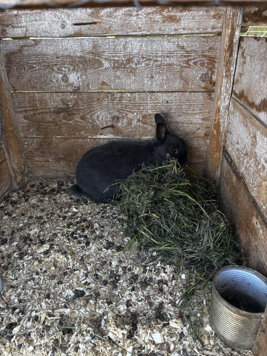 Vind mascul de pitic varsta 5 luni