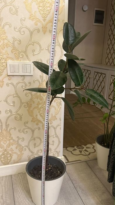 Продам шикарные комнатные фикусы эластика