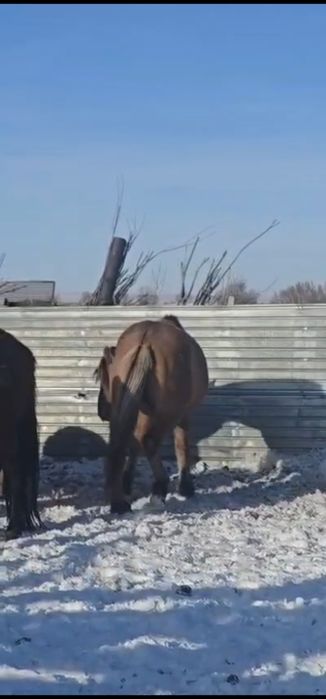 Айғыр сатылады 2018ж