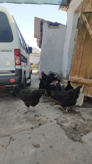 Кора Шахзода сотилади