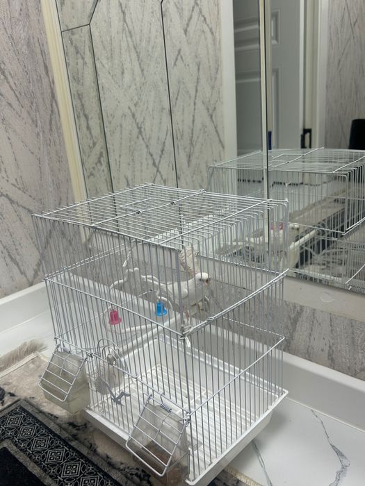 Попугай с клеткой