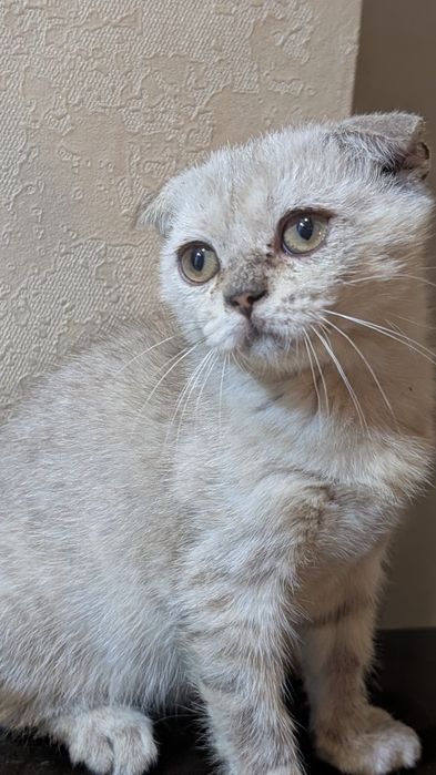 Отдам в добрые руки котят