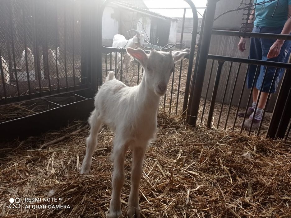 Продаются козлята.