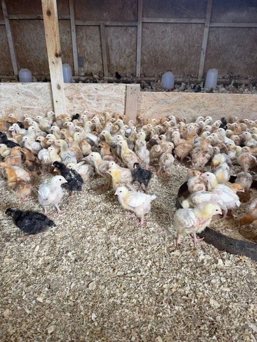 Pui colorati rasa mixta 500 grame