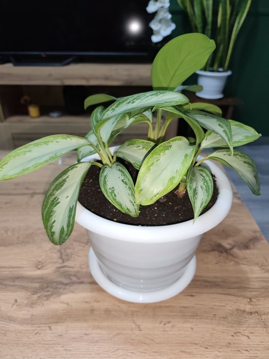 Продам домашнюю аглонему