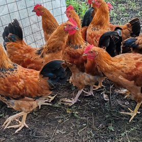 Куры Кучинские Продам