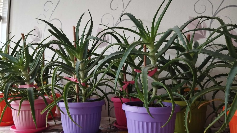 Лечебно Алое (Дървовидно Aloe Аrborescens) над 3г