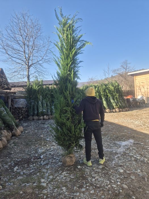 Tuia leylandii ideal pentru gard viu