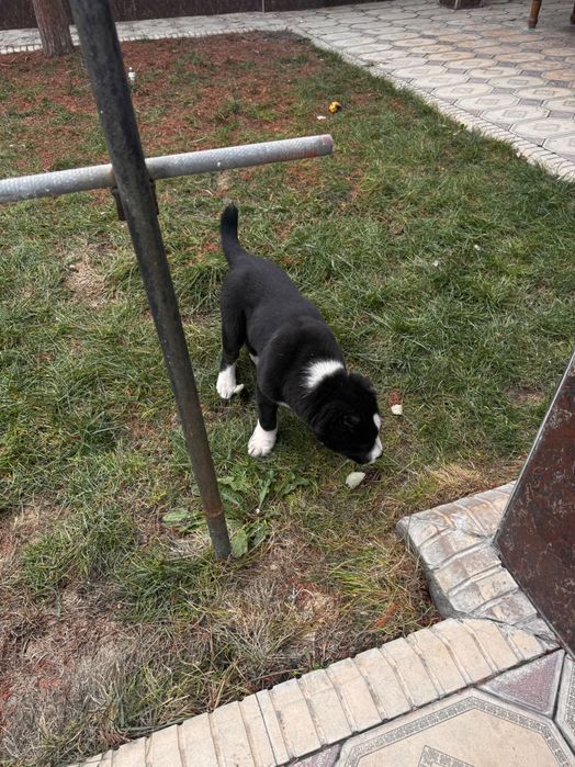 Отдам даром  сабачку