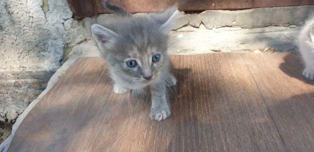 Отдам котят даром