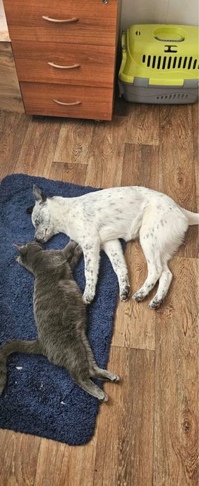 Отдам кота в хорошие добрые руки