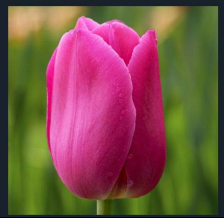 Предзаказ на 8 марта ТЮЛЬПАНЫ