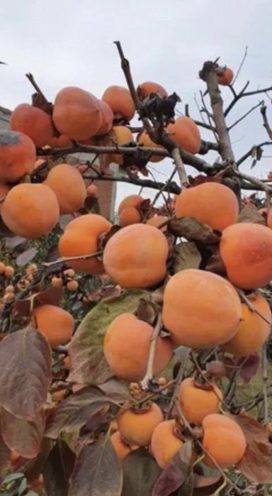 Kaki vaniglia ( vanilie )